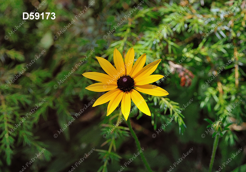 Black-eyed Susan (Rudbeckia hirta)